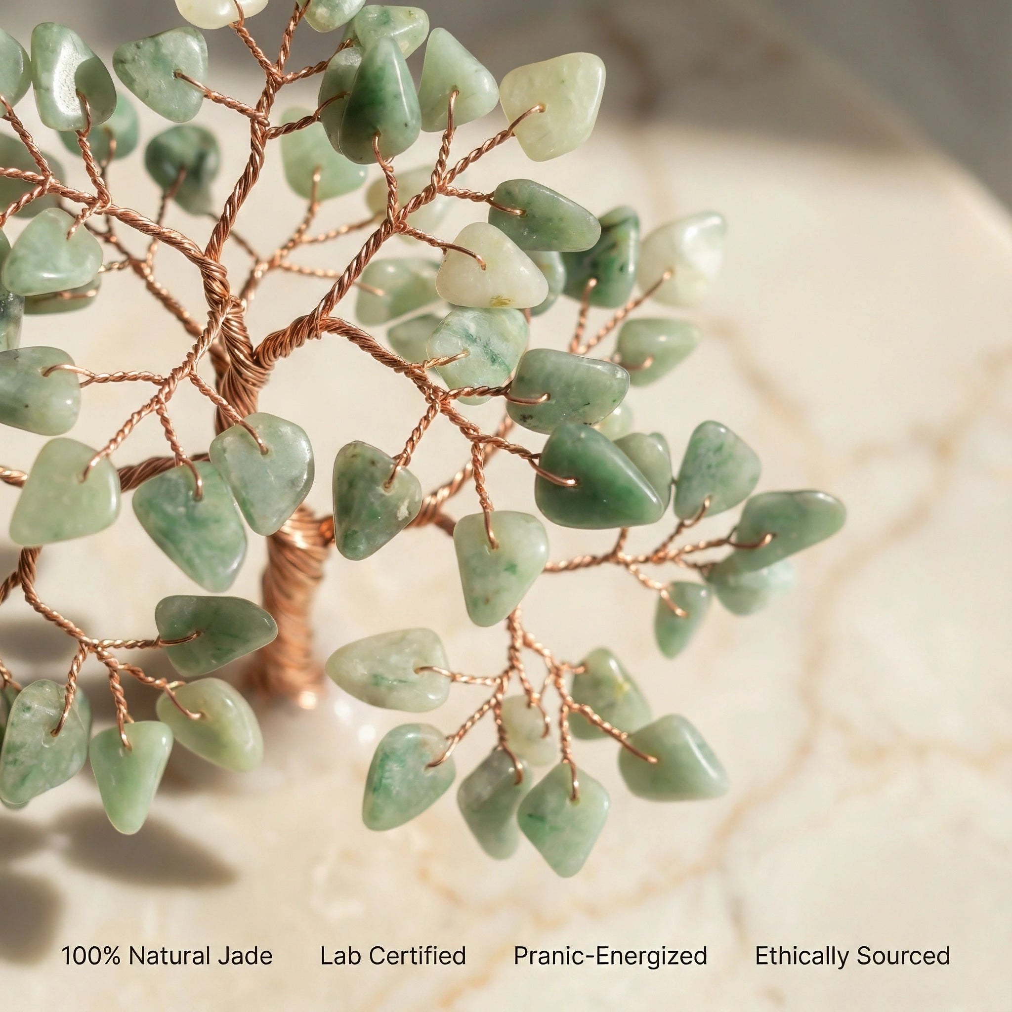 Jade Tree