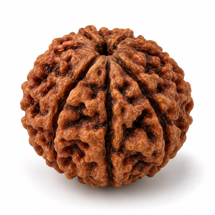 Rudraksha, a reference image of the material